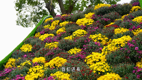 木兰花乡300000盆菊花热烈盛放