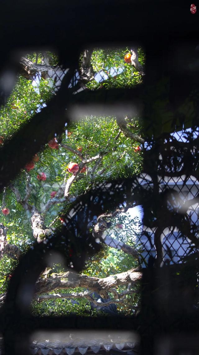 只在怡园：与一棵百年石榴的秋日邂逅