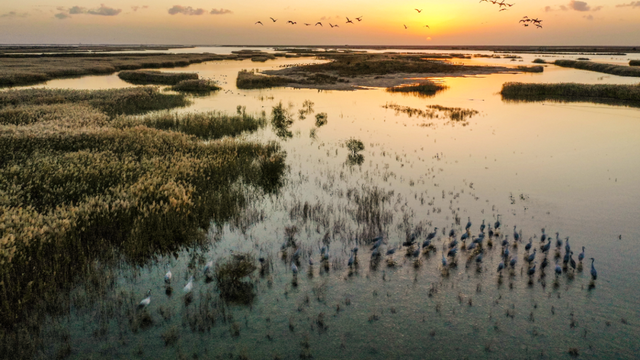 “鸟浪”来了！这份观鸟攻略请收好