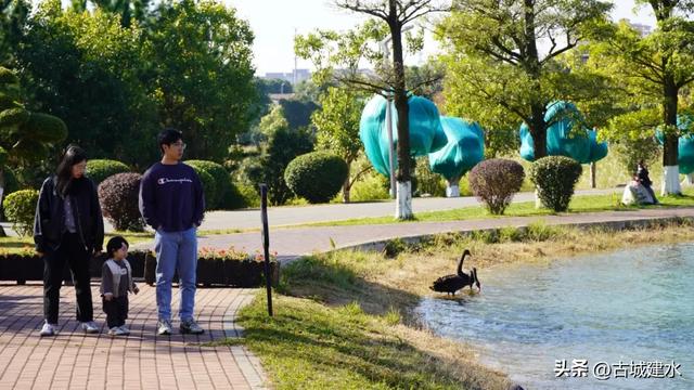 黑天鹅在建水五龙湖的前世与今朝