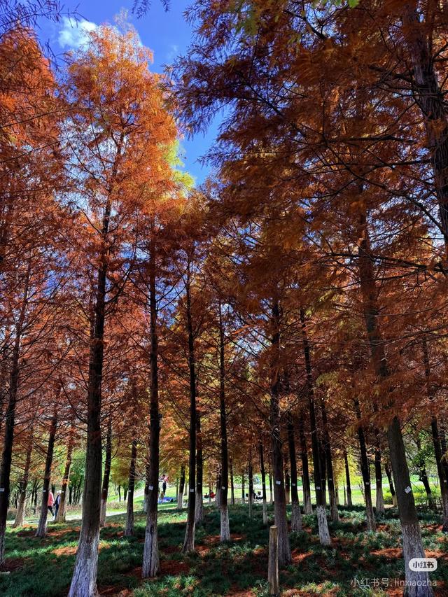 昆明白龙潭公园水杉红了，S湾新网红打卡点