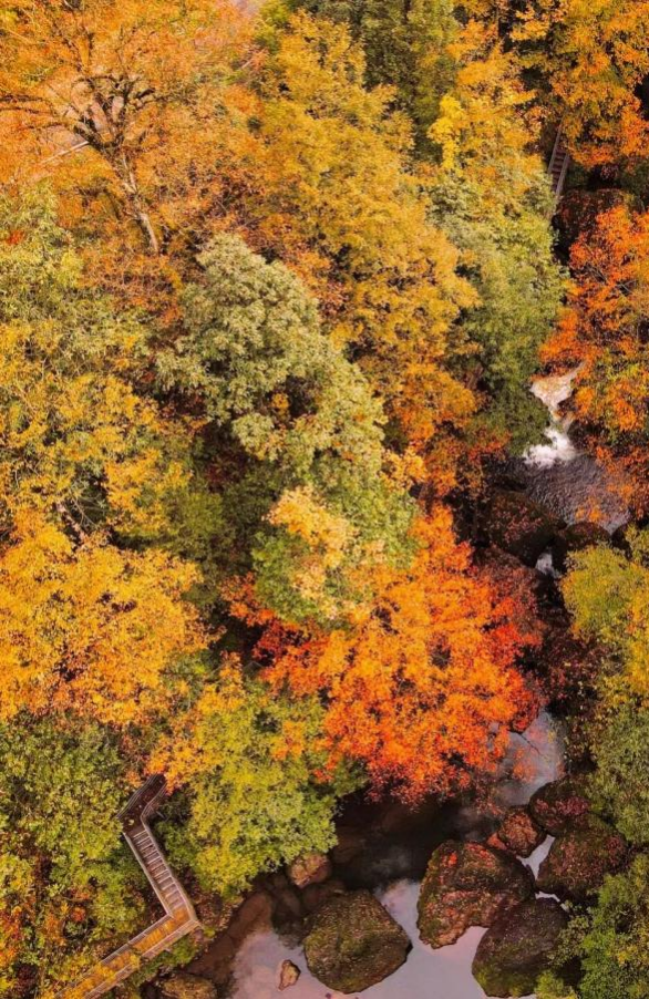 最佳观赏期！雅安的红叶彩林“封神”啦！
