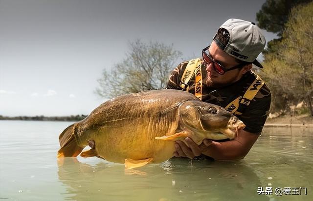 中国鲤鱼在美国“长成猪”，特朗普也坐不住了？真相更荒诞