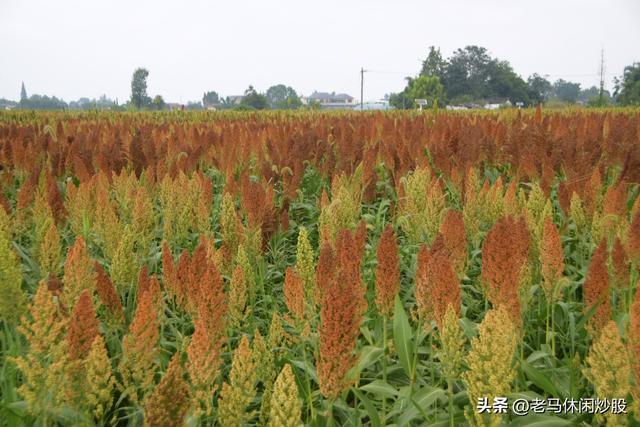 五方村的高粱红了，正是拍照打卡时
