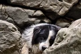 重庆一“钓鱼佬”意外救回被困3天边牧犬图片