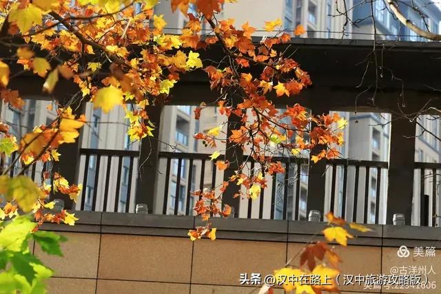 汉中老厂区的梧桐大道,太火了!