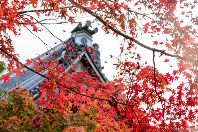 说起红叶就知道栖霞山和天平山？江南赏秋花样不要太多