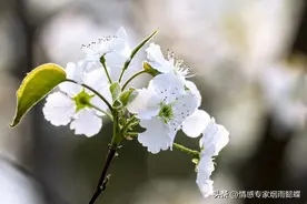 诸葛亮教你三招，气死冒犯你的小人图片