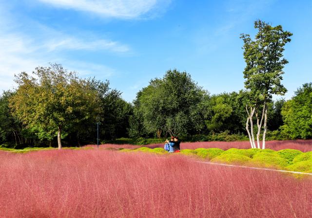 来啊！抓住粉黛小尾巴，错过再等一年！