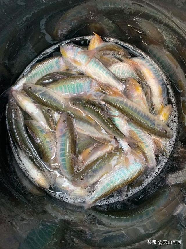 桃花鱼和马口鱼的区别，快来看看！