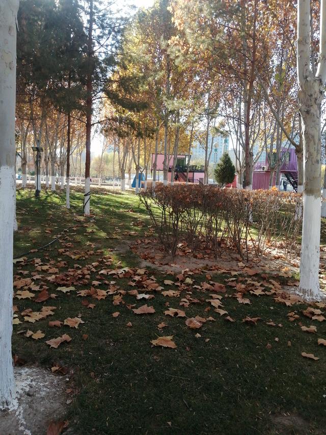 汉滨公园的冬日独白