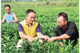 荔浦：上千名“红娘”为农民搭起致富桥图片