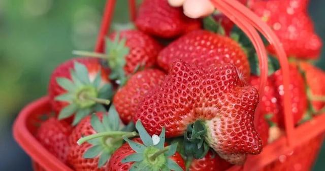 君山草莓采摘季3月8日甜蜜启幕，邀你共赴“莓”好时光