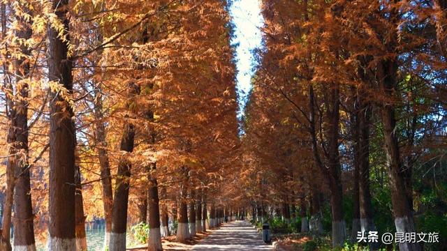 冬日“油画”火出圈！昆明这片大清河水杉林成打卡热点