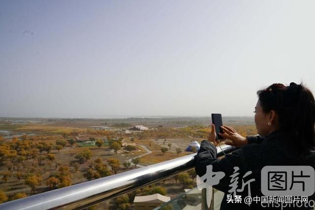 新疆阿拉尔进入胡杨观赏期