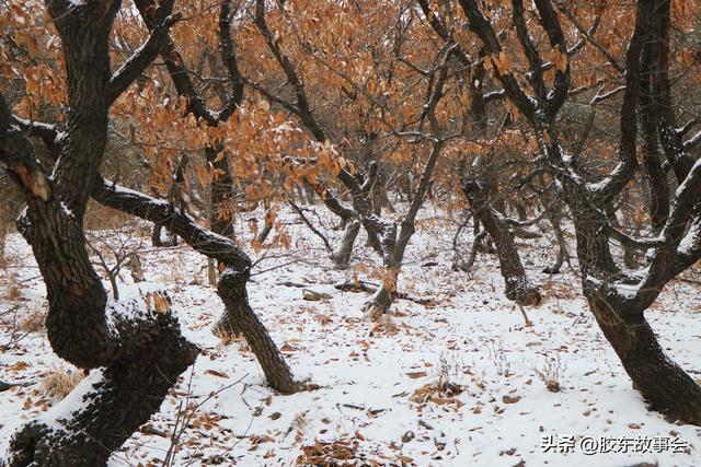 随手拍：打卡雪后的烟台“竹林路”