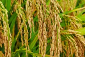 从数据看，中国人如何端稳了自己的饭碗图片