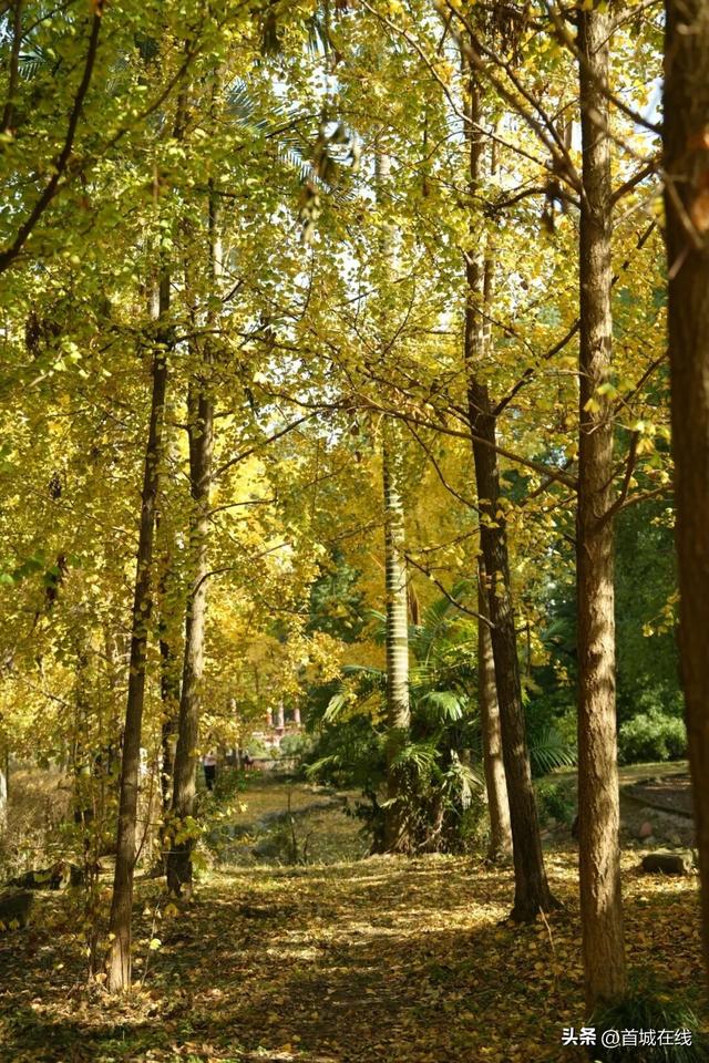 错过等明年！宜宾今年宝藏银杏打卡地合集在这里
