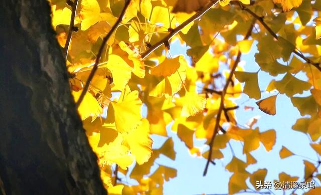 九峰大廊古银杏：岁月的金黄絮语
