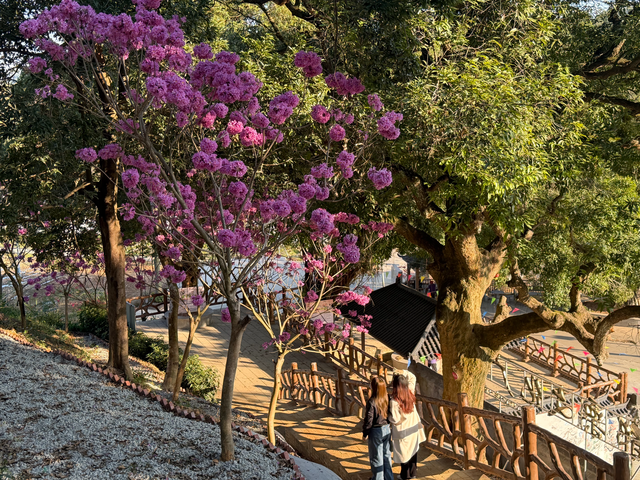 刷屏预警！云城区安塘街都栗村紫花风铃木盛放