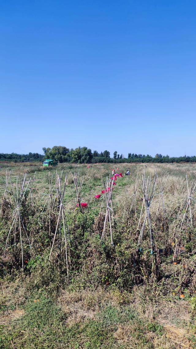 包头天下黄河第一村，靠着黄河边，风景还是不错的
