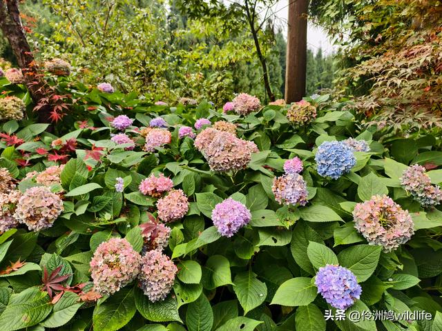 四川行(73)什邡红枫岭徒步到钟鼎寺