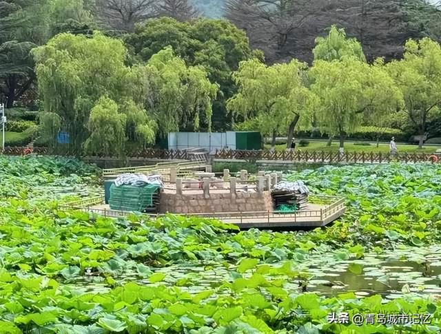 中山公园小西湖凉亭突然坍塌！重建还不到一年