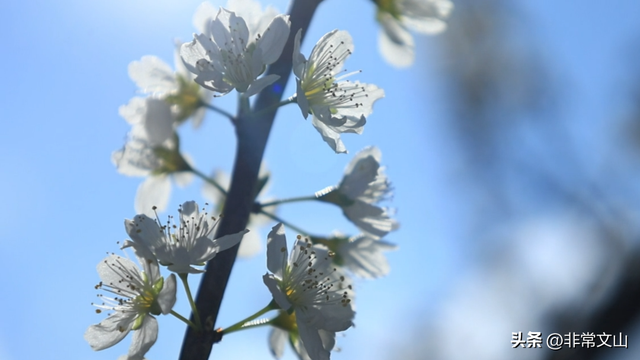 万亩齐绽放！文山这绝美景色错过等一年！