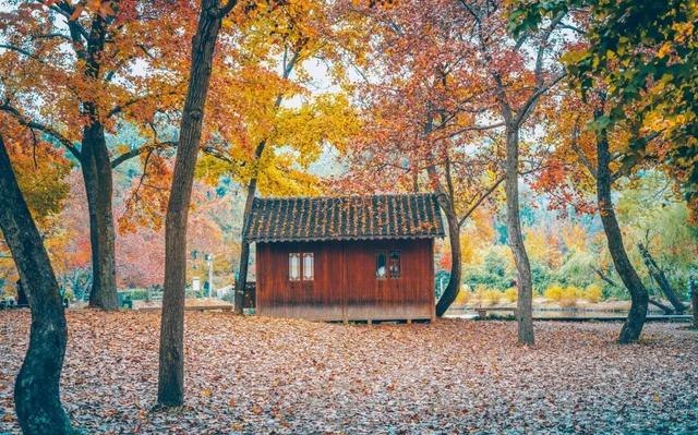 高铁1h！比西安秀美！这座千年古都秋色绝了！高光仅20天！