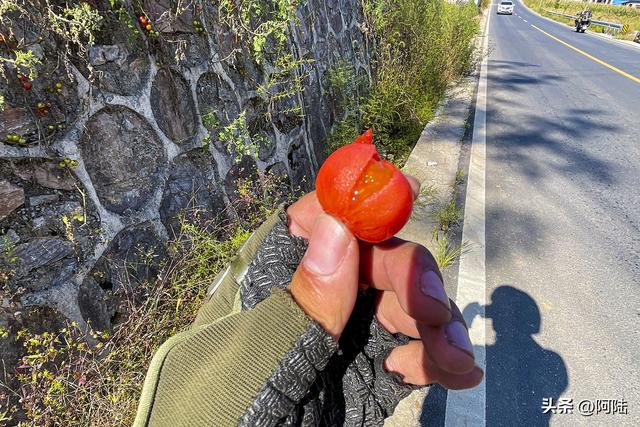 在湘西的路边偶遇一墙五彩蕃茄，软糯可口味道不错，只是不敢多摘