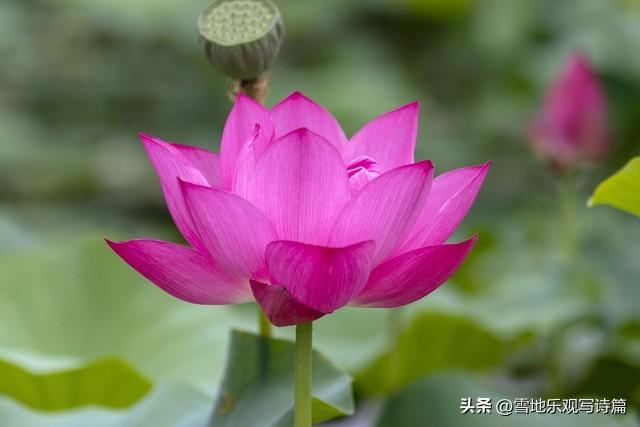 亥猪留意了！6号叩开你大门的不是贵人，而是你的后半生