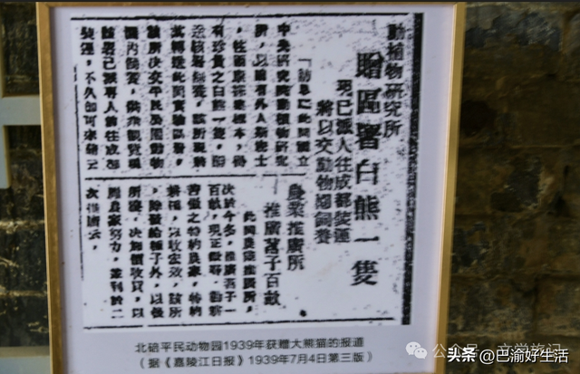 北碚公园竟是"大熊猫"命名地，原来藏着这么多秘密