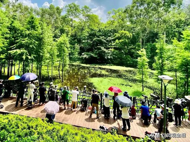一年四季都可以去打卡的城市绿州麓湖