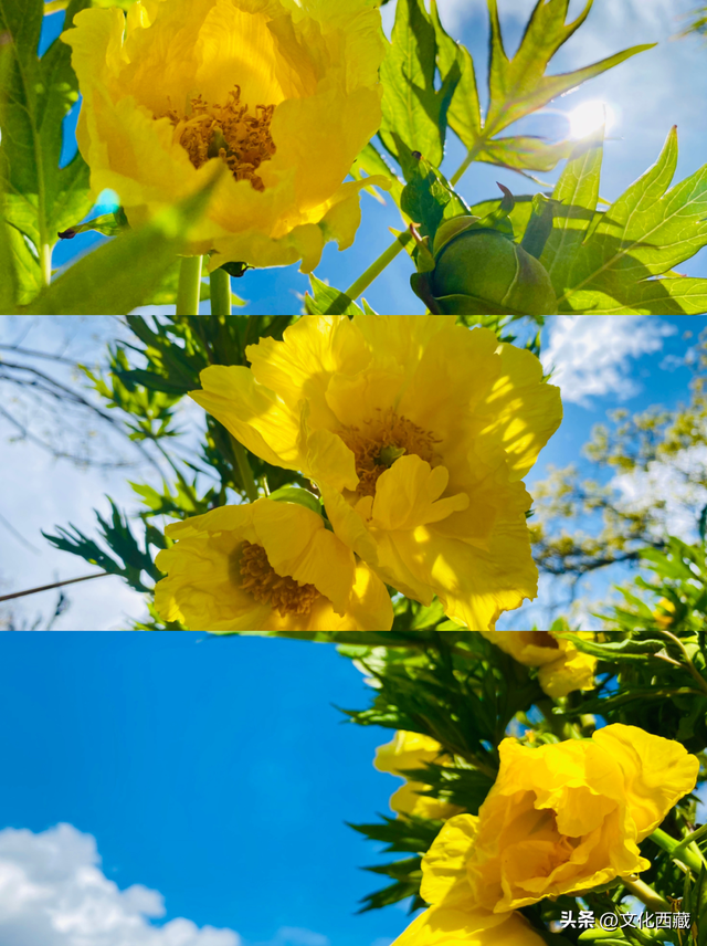 西藏的盛夏，3种味道让你魂牵梦绕！