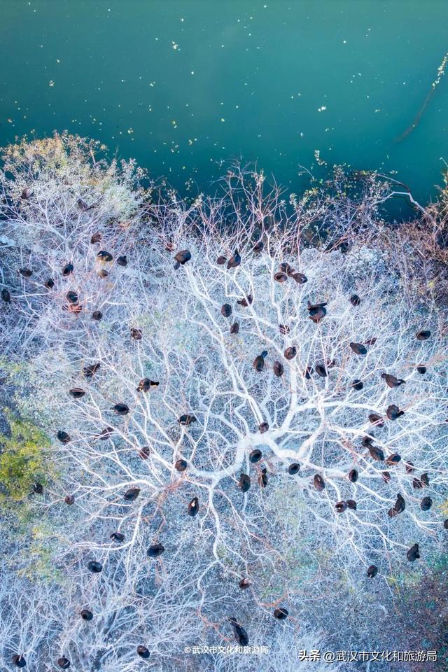 沙漠踏雪，只在武汉，最佳观赏期到了！