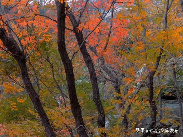 【乐游烟台】太出片了！快来烟台磁山解锁专属红色浪漫！