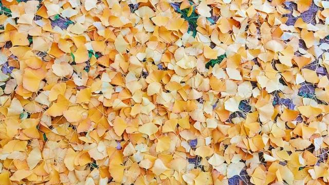 有“杏”遇见！薛城这些银杏林藏着最绚烂的秋天！