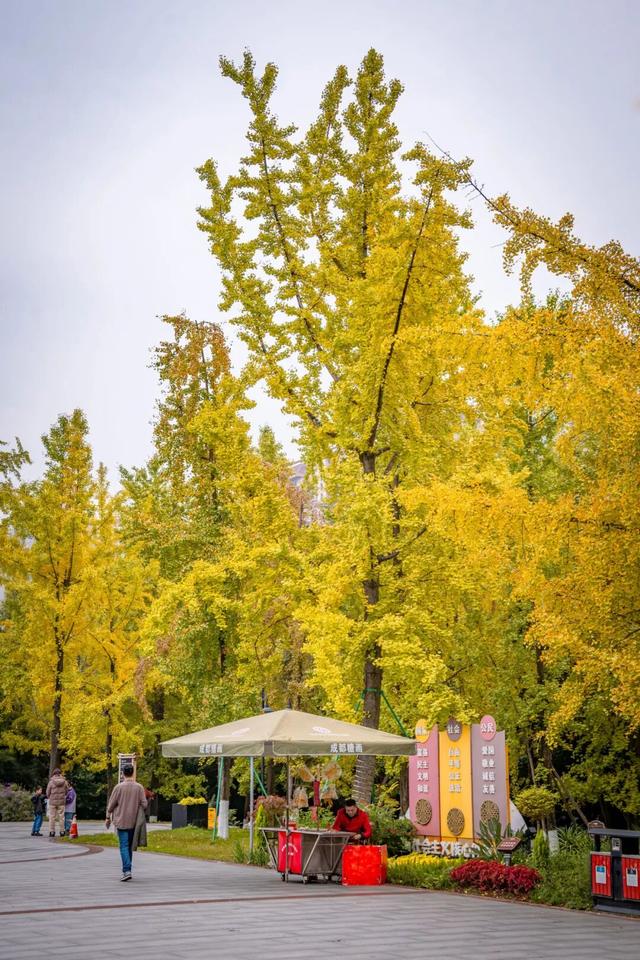 美到窒息！锦江街头的银杏可以“慢慢看”啦