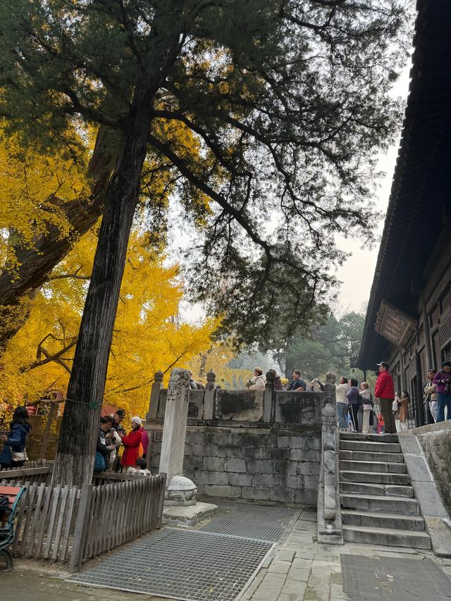 甘撒金缕苒秋寰