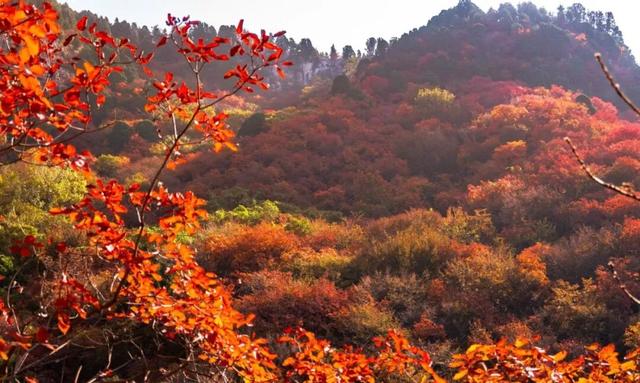 立冬已过，然红叶未落！石门坊等你来继续书写属于你的“红”！