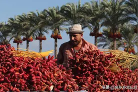 水果百科：椰枣图片