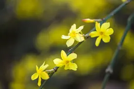 发财又好运的网名，旺财微信昵称，真吉利！图片