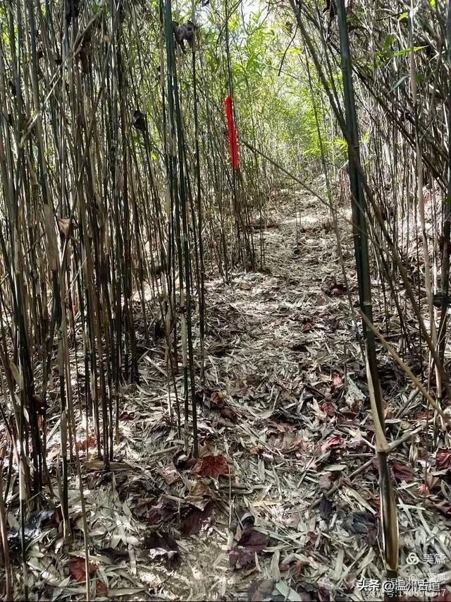 温州这条可至4A景区的著名峡谷穿越线路，风光独特，你可去过？
