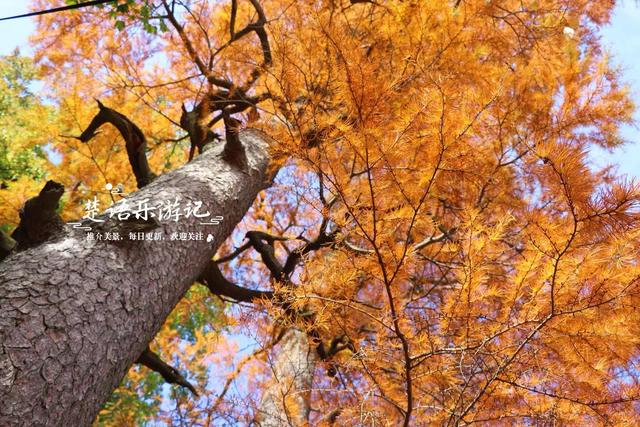 浙江宁波四明山深处的秘境，近50株古树营造油画般的风景，很好玩