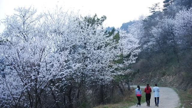 春风十里，不如大洪山有你！全国女士免门票，男士半价！还有专属福利等您来～
