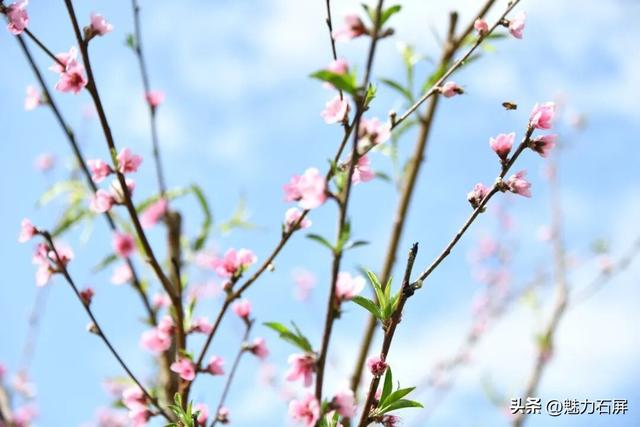 三月至 一树桃花一树春
