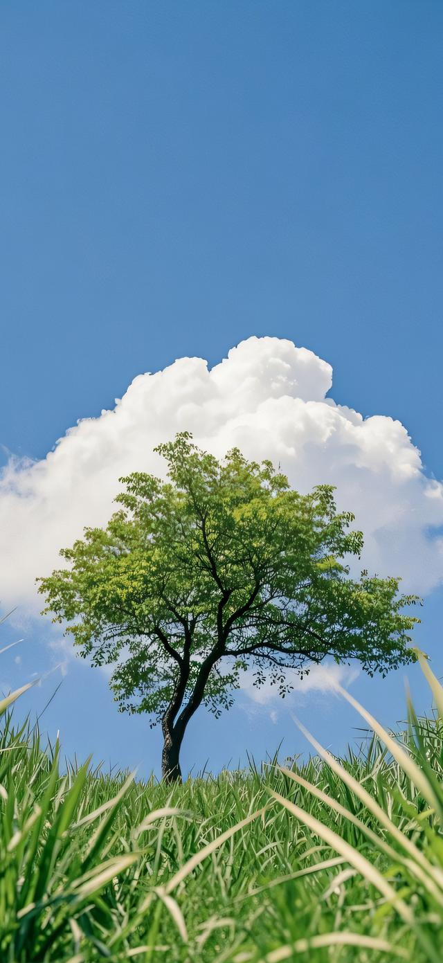 手机壁纸|美如画的自然风景