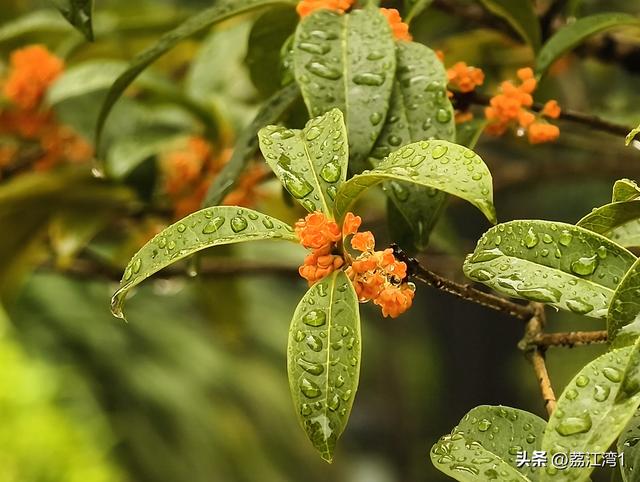 桂香漫城：桂林的秋日私语