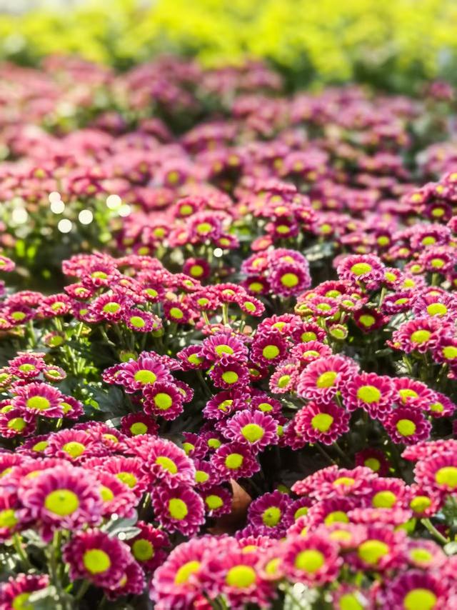 11月30日:2025年上海菊花展华丽登场