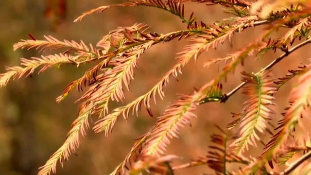 冬日来信｜在渠县秀岭春天，赴一场红叶与茶山的温柔邂逅